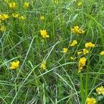 Genista sagittalis habit picture by Francois Mansour (cc-by-sa)