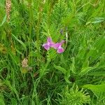 Vicia sativa flower picture by Gerrit Jan van Ochten (cc-by-sa)