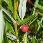 Salix repens fruit picture by Alain Lagrave (cc-by-sa)