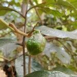 Cupania vernalis fruit picture by Makoto Makoto (cc-by-sa)