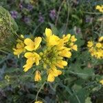 Brassica rapa flower picture by Onno den Boon (cc-by-sa)