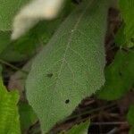 Verbascum densiflorum leaf picture by k sch (cc-by-sa)