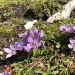 Gentianella austriaca habit picture by Laszlo Tosoki (cc-by-sa)