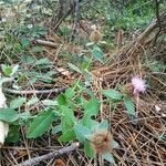 Centaurea pectinata habit picture by cirse (cc-by-sa)