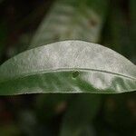 Tabernaemontana disticha leaf picture by R. Tournebize (cc-by-sa)