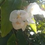 Begonia maculata flower picture by Sara Barbosa (cc-by-sa)