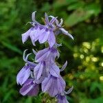 Lobelia siphilitica flower picture by Anthony Gonzon (cc-by-sa)