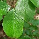 Viburnum rufidulum leaf picture by Brad Kelley (cc-by-sa)