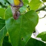 Aristolochia fimbriata flower picture by cabana carlos manuel (cc-by-sa)