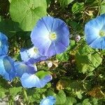 Ipomoea tricolor flower picture by xavier bellemare (cc-by-sa)