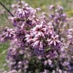 Erica australis flower picture by Mundeo Rafael (cc-by-sa)