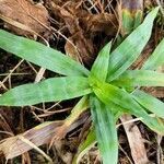 Carex platyphylla leaf picture by Vicki Brown (cc-by-sa)