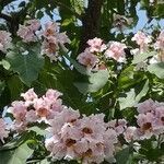 Catalpa bungei flower picture by Dieter Albrecht (cc-by-sa)