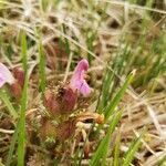 Pedicularis sylvatica flower picture by Krzysztof Golucki (cc-by-sa)