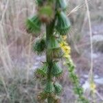 Agrimonia eupatoria fruit picture by Eric Rebsamen (cc-by-sa)