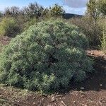 Echium virescens habit picture by Mel Mun (cc-by-sa)