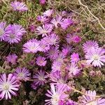 Drosanthemum hispidum flower picture by Laurentiu Ilas (cc-by-sa)