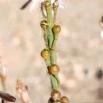 Asphodelus fistulosus fruit picture by Bernard Evrad (cc-by-sa)