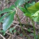 Helleborus niger leaf picture by @herbert (cc-by-sa)