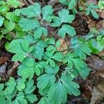 Corydalis cava leaf picture by Eduard Jendek (cc-by-sa)