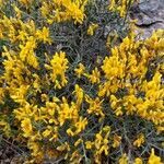 Genista scorpius habit picture by Ernest Kocica (cc-by-sa)