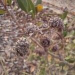 Conocarpus erectus fruit picture by Dr Hadi Hakim (cc-by-sa)