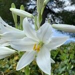 Lilium candidum flower picture by Fresquita Palangana (cc-by-sa)