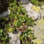 Sempervivum grandiflorum leaf picture by Trudi Aemmer (cc-by-sa)