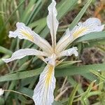 Iris macrosiphon flower picture by Philippe Lopez (cc-by-sa)