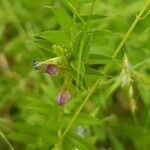 Vicia sativa flower picture by pas durdu (cc-by-sa)