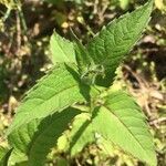 Monarda didyma leaf picture by Murphy (cc-by-sa)