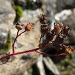 Saxifraga paniculata fruit picture by Alain Bigou (cc-by-sa)