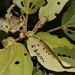 Hampea appendiculata leaf picture by Nelson Zamora Villalobos (cc-by-nc)