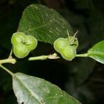 Cleidion castaneifolium fruit picture by Nelson Zamora Villalobos (cc-by-nc)