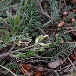 Astragalus hamosus habit picture by John Walsh (cc-by-sa)