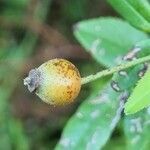 Rosa sempervirens fruit picture by doune34160 (cc-by-sa)