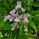 Penstemon canescens flower picture by Ron Pitts (cc-by-sa)