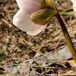 Helleborus niger flower picture by Jani Zadrgal (cc-by-sa)