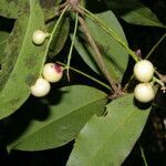 Forchhammeria trifoliata fruit picture by Nelson Zamora Villalobos (cc-by-nc)