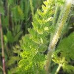 Daucus muricatus leaf picture by Monteiro Henrique (cc-by-sa)