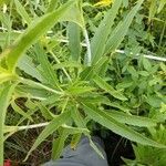 Helianthus grosseserratus leaf picture by Jackson Campbell (cc-by-sa)