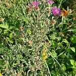 Centaurea jacea habit picture by Jean-Marie Frenoux (cc-by-sa)