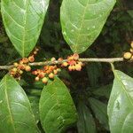 Sorocea affinis fruit picture by Nelson Zamora Villalobos (cc-by-nc)