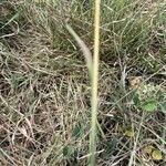 Themeda triandra leaf picture by Leigh Winowiecki (cc-by-sa)