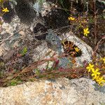 Hypericum australe habit picture by Martin Bishop (cc-by-sa)