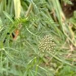 Achillea nobilis flower picture by Anne Dessaint (cc-by-sa)