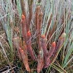 Huperzia brevifolia habit picture by Fabien Anthelme (cc-by-sa)