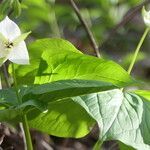 Trillium simile leaf picture by Maarten Vanhove (cc-by-sa)