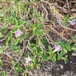 Barleria volkensii habit picture by Susan Brown (cc-by-sa)