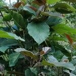 Ficus fistulosa habit picture by Dieter Albrecht (cc-by-sa)